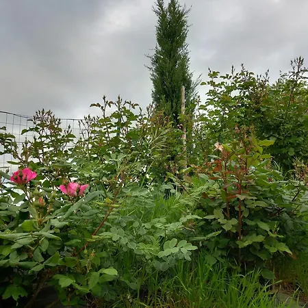 Podere Luma Gelsomino - Lavanda ファームステイ ガンバッシ・テルメ